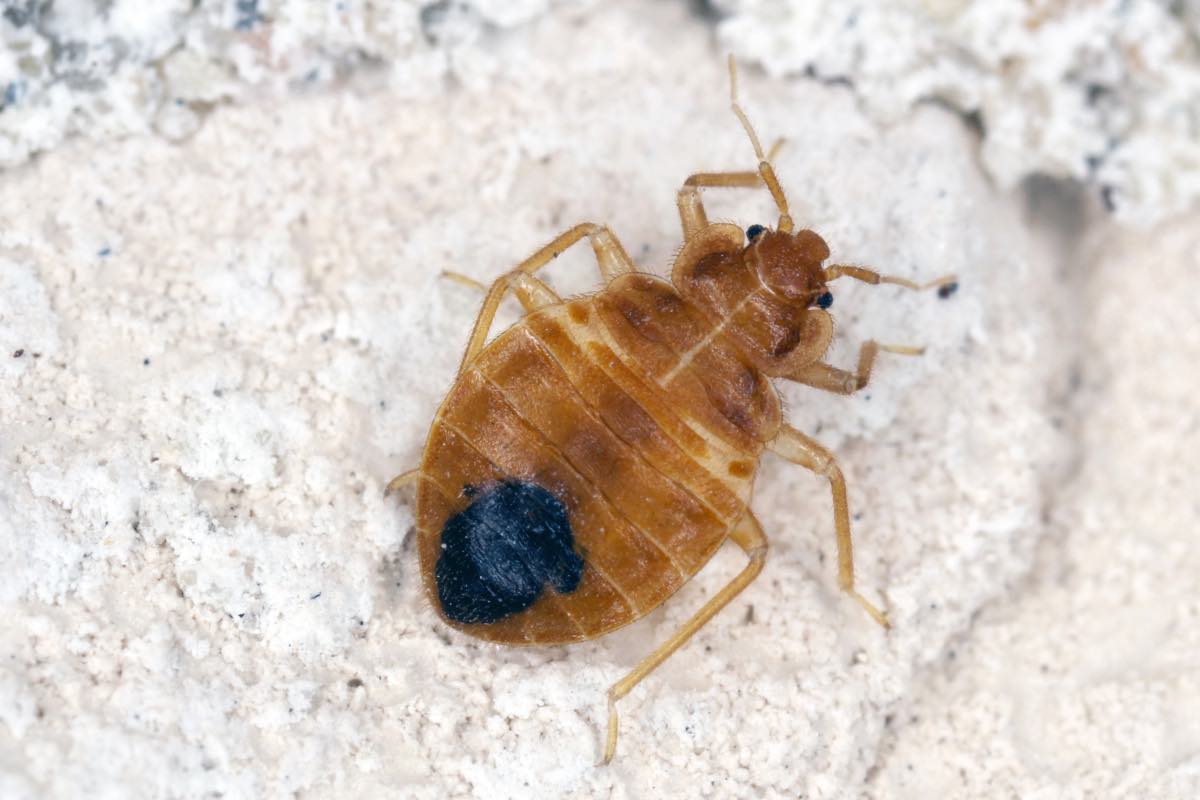 Avista Pest Control Everything You Need to Know About Bed Bug Casings